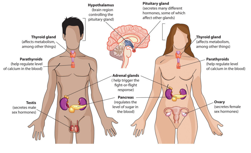 Endocrine System Anatomy