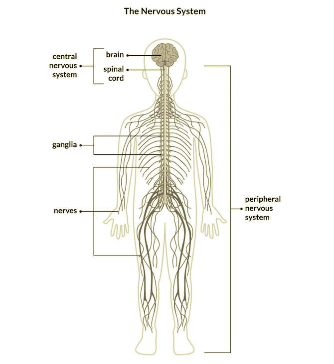 The nervous system overview (hero image)