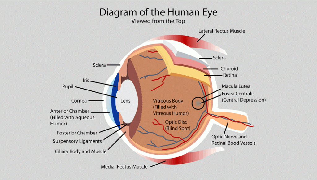 Diagram of the human eye cross-section