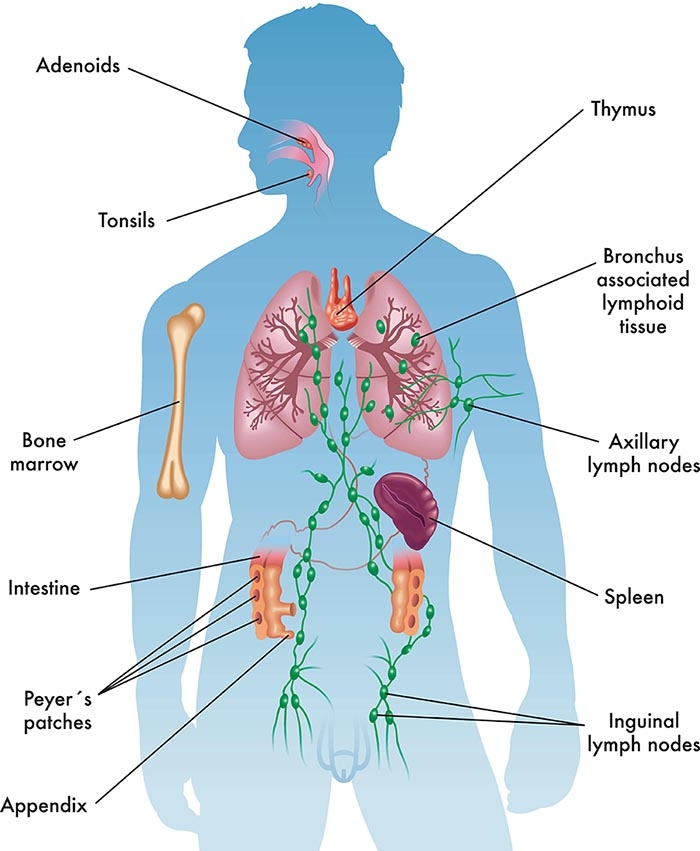 Immune system anatomic overview