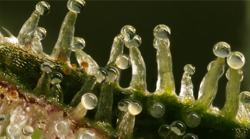 Close-up of cannabis flowers