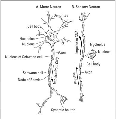 Basic nerve structure
