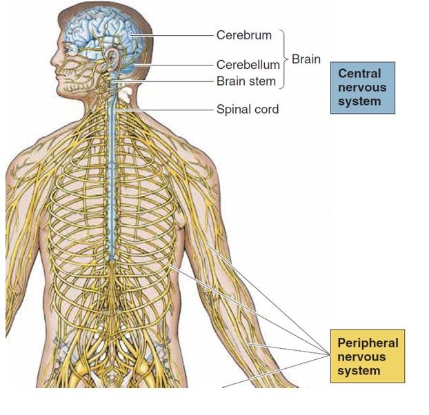 CNS and PNS overview