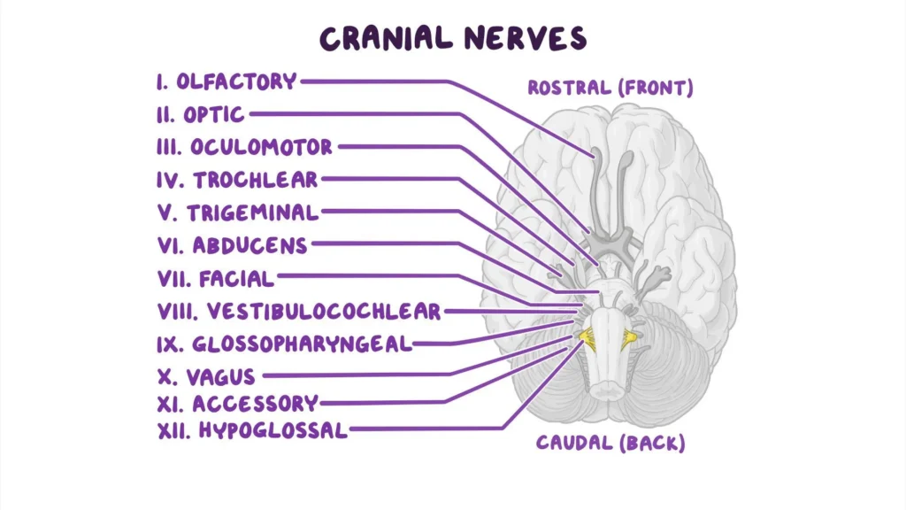 Cranial nerves overview