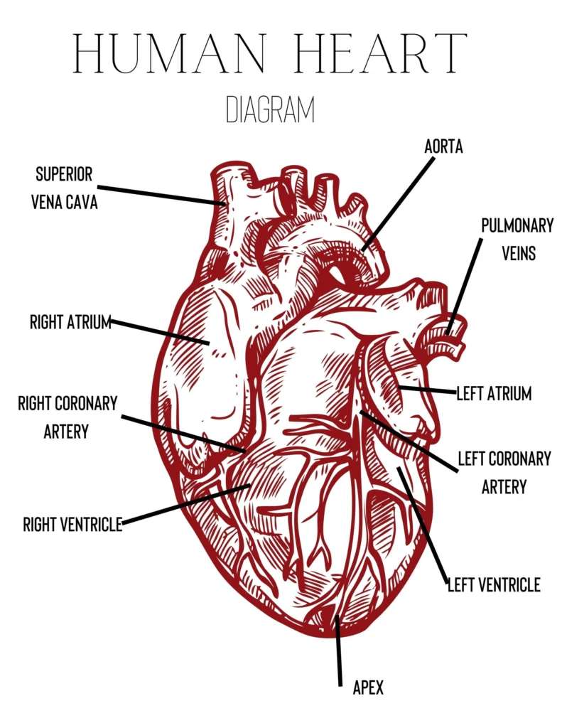 Human Heart Diagram