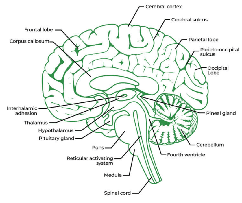 Human brain illustration