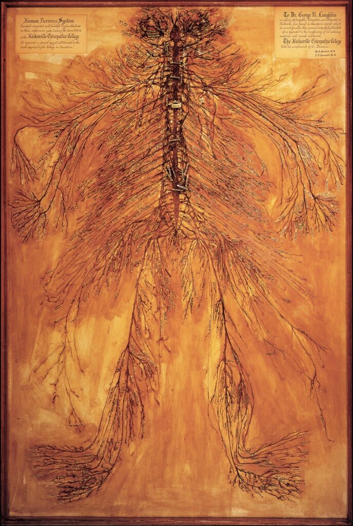 Nervous system schematic