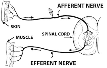 Somatic Nervous System overview