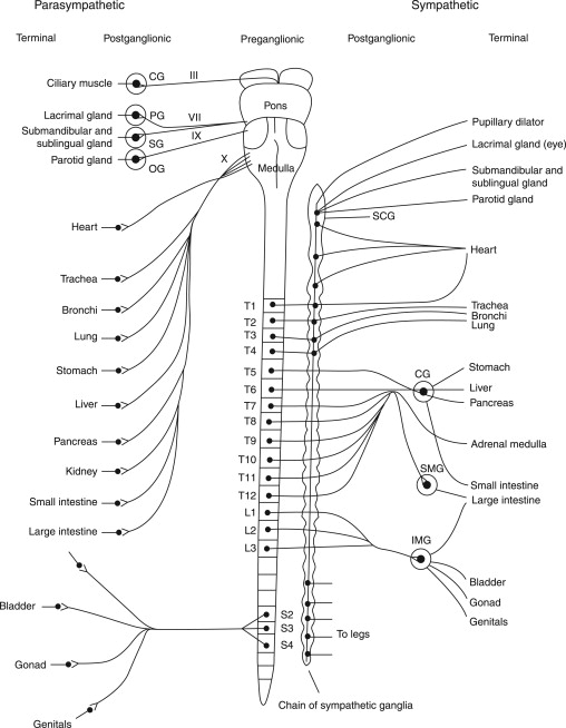 Spinal nerve roots