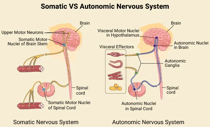 Somatic vs Autonomic comparison