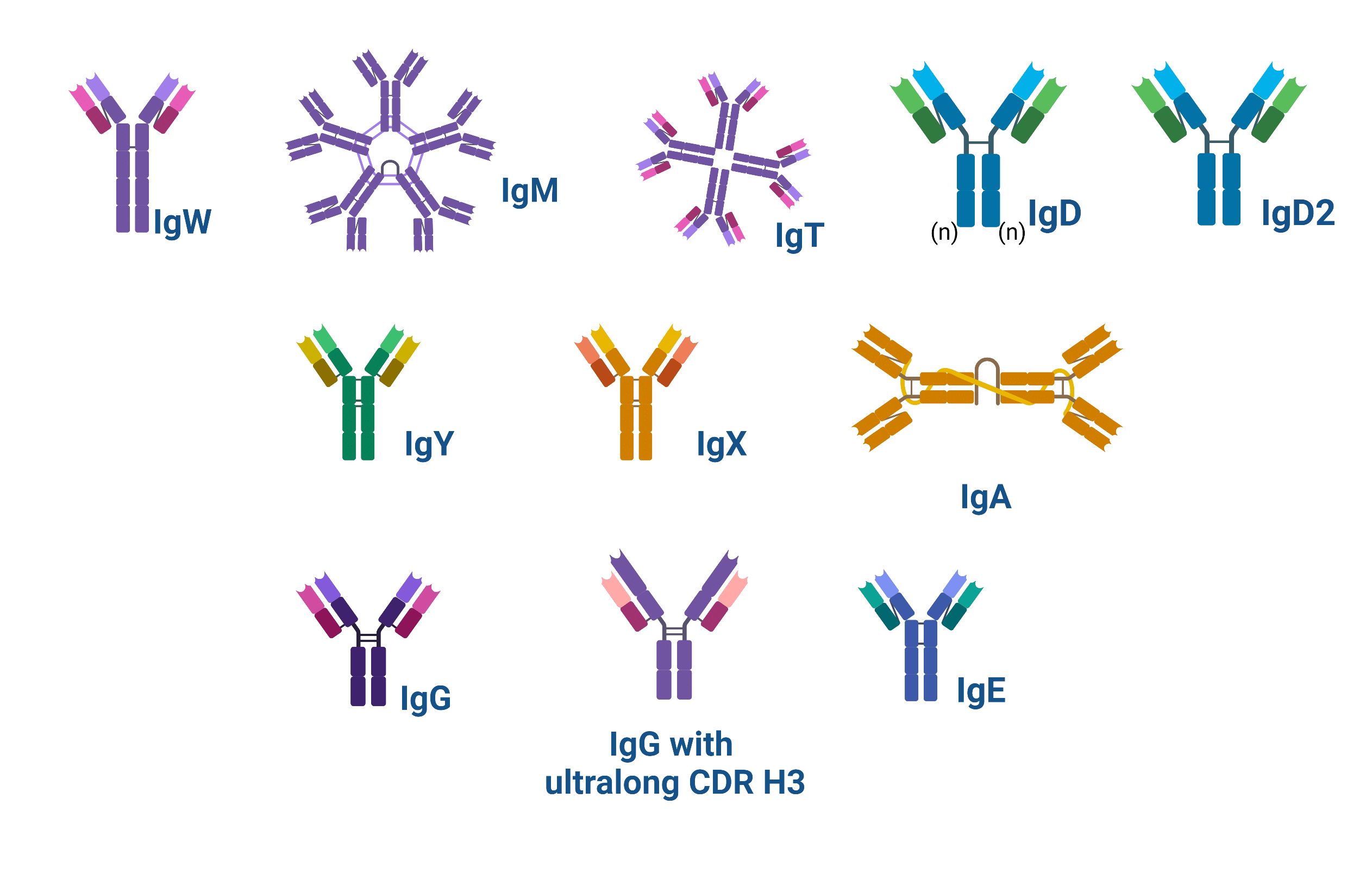 Types of antibodies (IgG, IgA, IgM, IgE, IgD) showing monomer, dimer, and pentamer structures with J chain and secretory component
