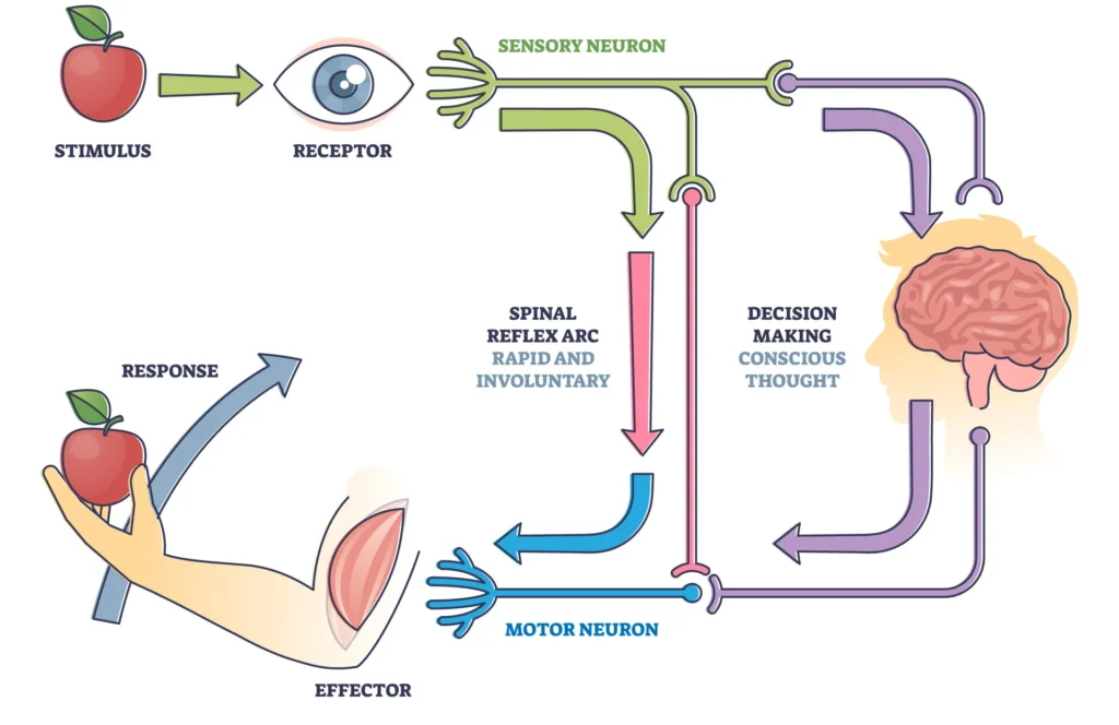 Reflex arc diagram