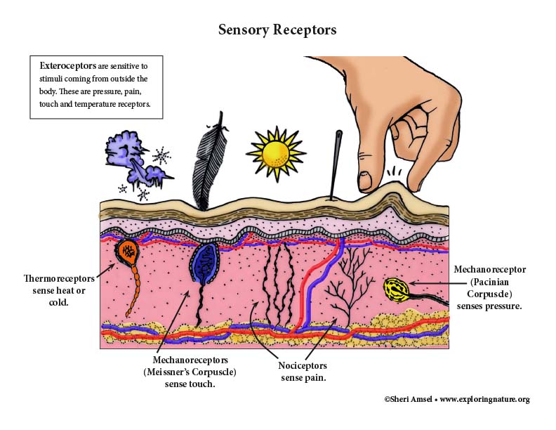 Sensory receptors overview