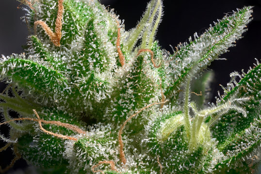 Cannabis trichomes close-up